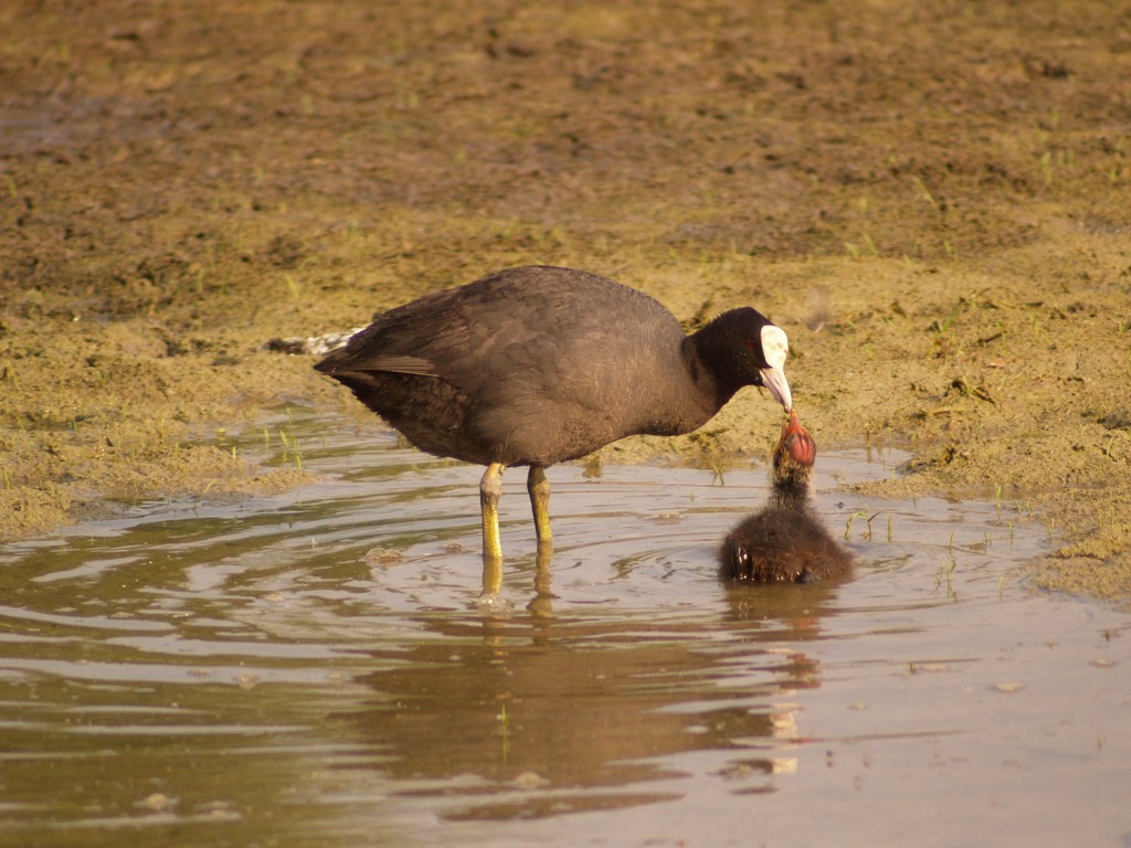 Dolci ricordi dell''estate scorsa - Folaghe